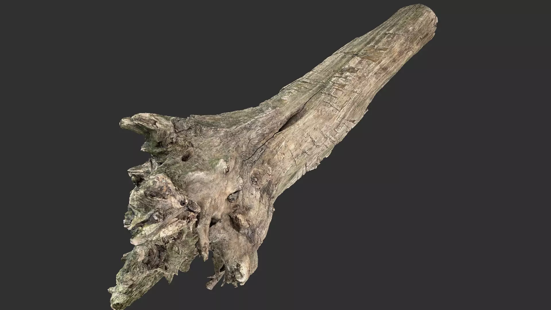 Withered tree trunk 3d scan 3D model