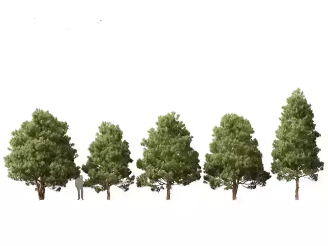 Afrocarpus falcatus - Outeniqua Yellowwood 3D model