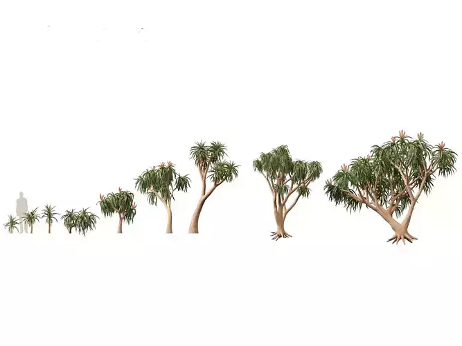 Aloidendron barberae - Tree Aloe 3D model