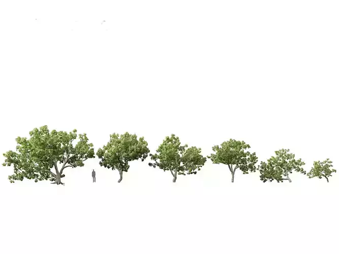Caryocar brasiliense - Souari nut 3D model