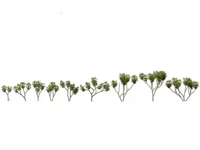 Hyphaene thebaica - Doum palm