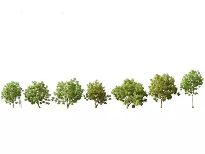 Paubrasilia echinata - Brazilwood