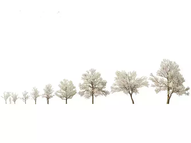 Tabebuia roseoalba - White Ipe 3D model