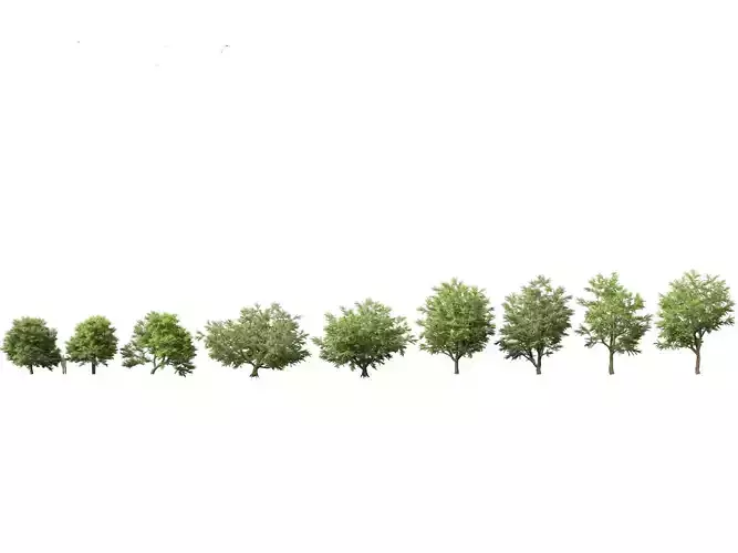 Tamarindus indica - Tamarind tree