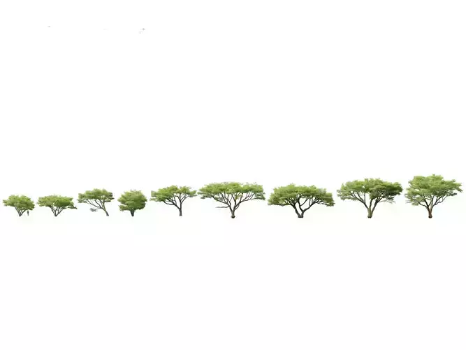 Vachellia tortilis - Umbrella thorn acacia -High - Low Poly Low-poly 3D model