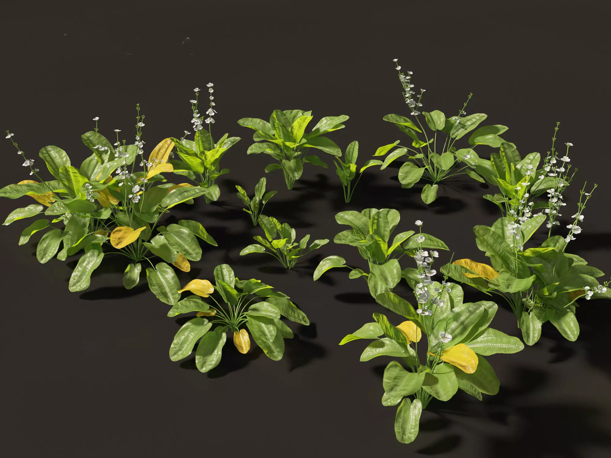 Echinodorus grandiflorus - Rangeri Sword Plan 3D model