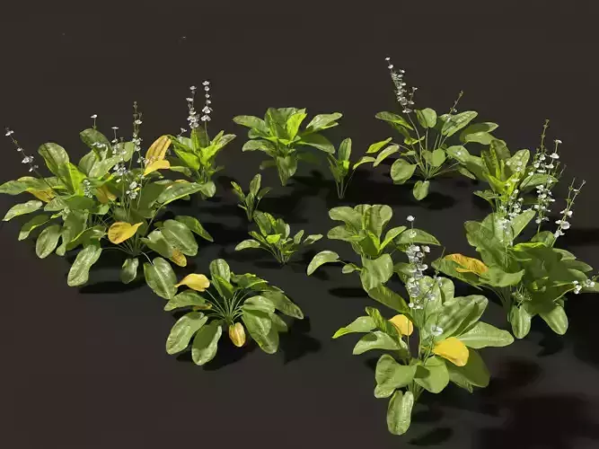 Echinodorus grandiflorus - Rangeri Sword Plan