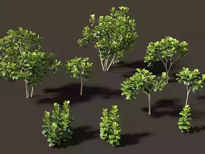 Ficus lyrata - fiddle-leaf fig