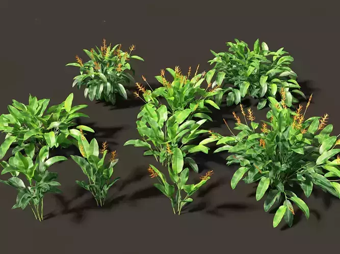 Heliconia metallica - Shining bird of paradise