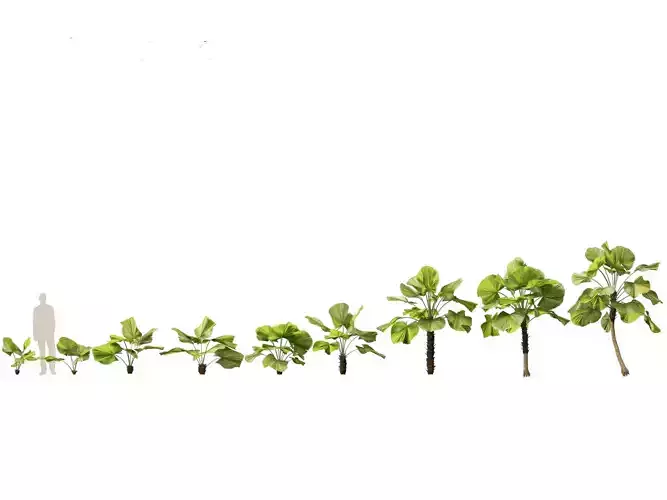 Licuala peltata - Swamp Fan Palm