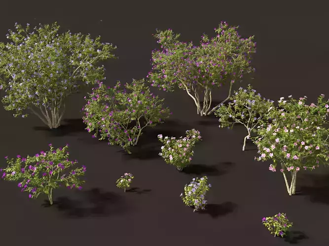 Tibouchina semidecandra - Princessflower