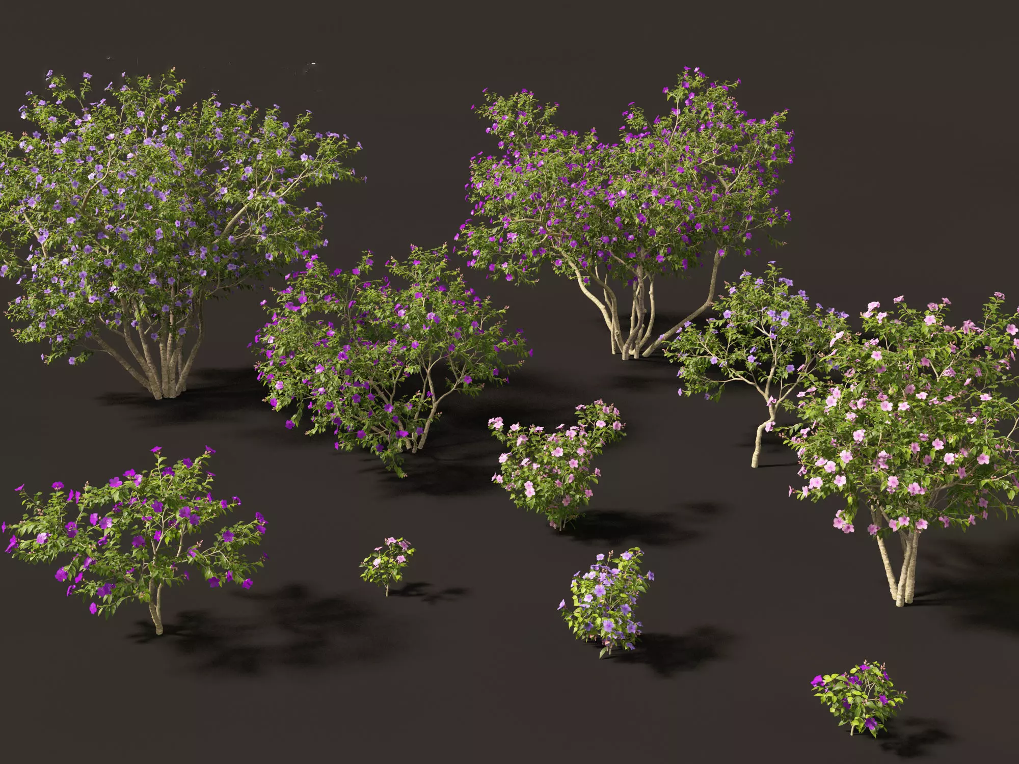Tibouchina semidecandra - Princessflower 3D model