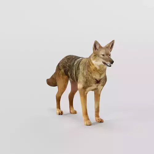 Golden Jackal Animal  3D model