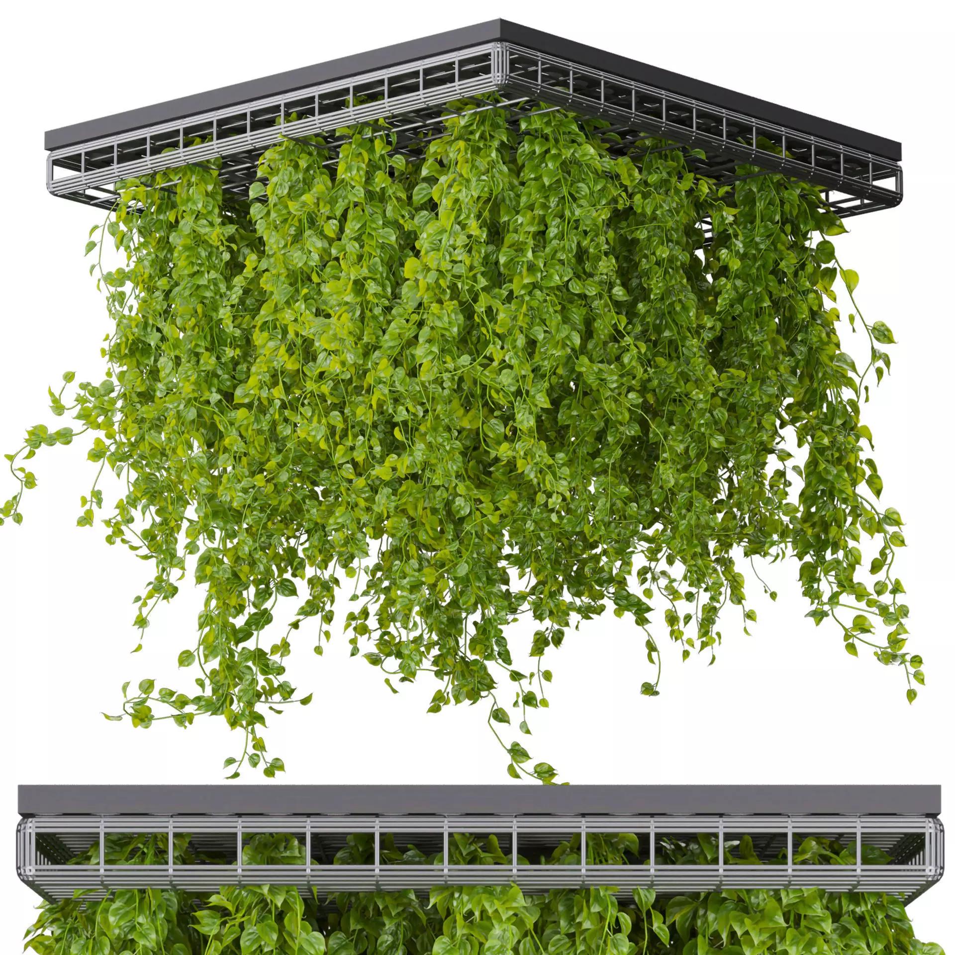 Collection plant vol 545 - ampelous - hanging - False Ceiling 3D model