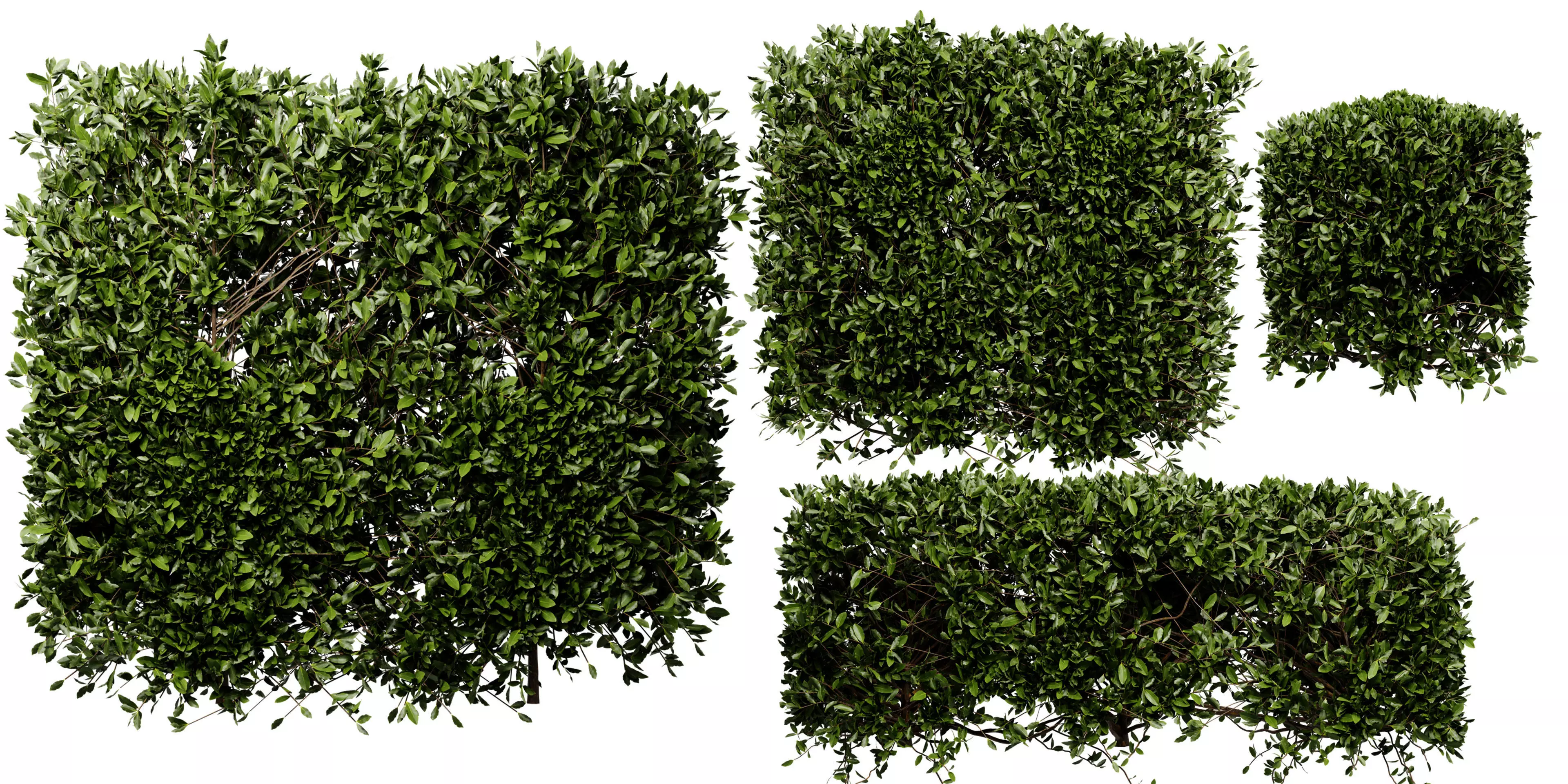 Collection plant vol 546 - blender model 3D model
