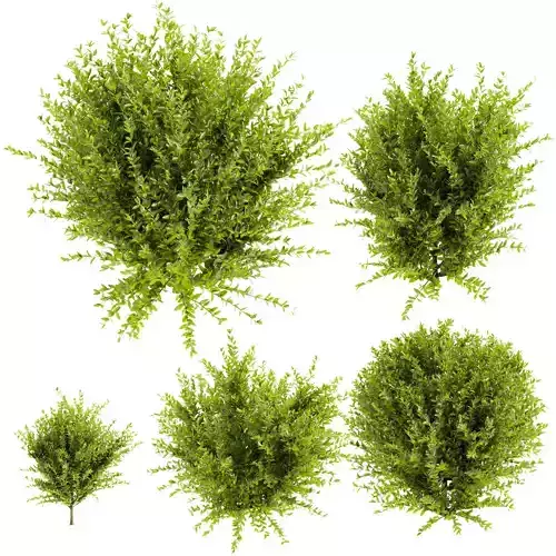 Collection plant vol 547 - wikstroemia - bush - leaf  3D model