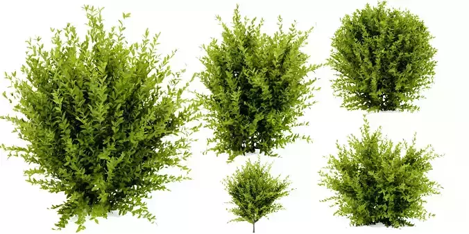 Collection plant vol 547 - blender model 