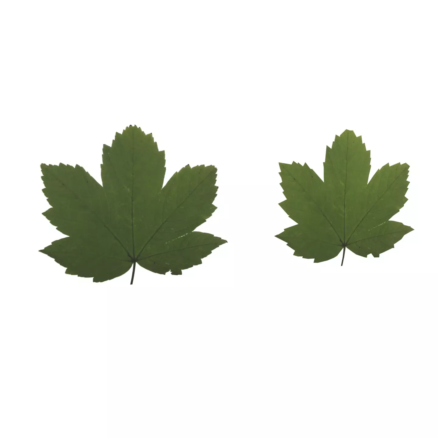 Leafs Free low-poly 3D model