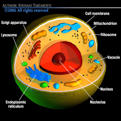 Cell cutaway 3D model_3