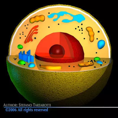 Cell cutaway 3D model_0