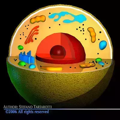 Cell cutaway 3D model