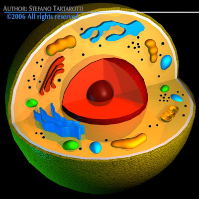 Cell cutaway 3D model_1
