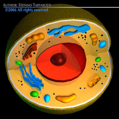 Cell cutaway 3D model_2