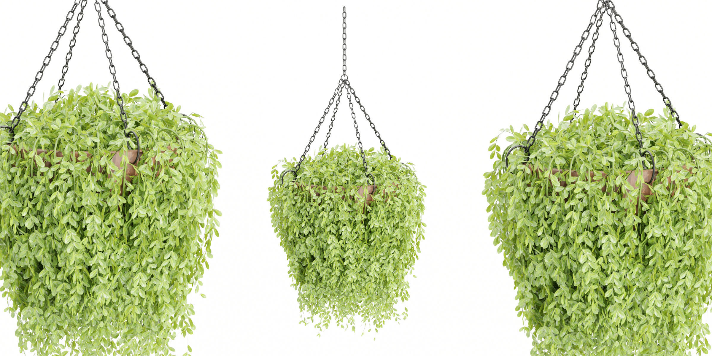 Hanging plants collection vol 142-Blender 3D model_3