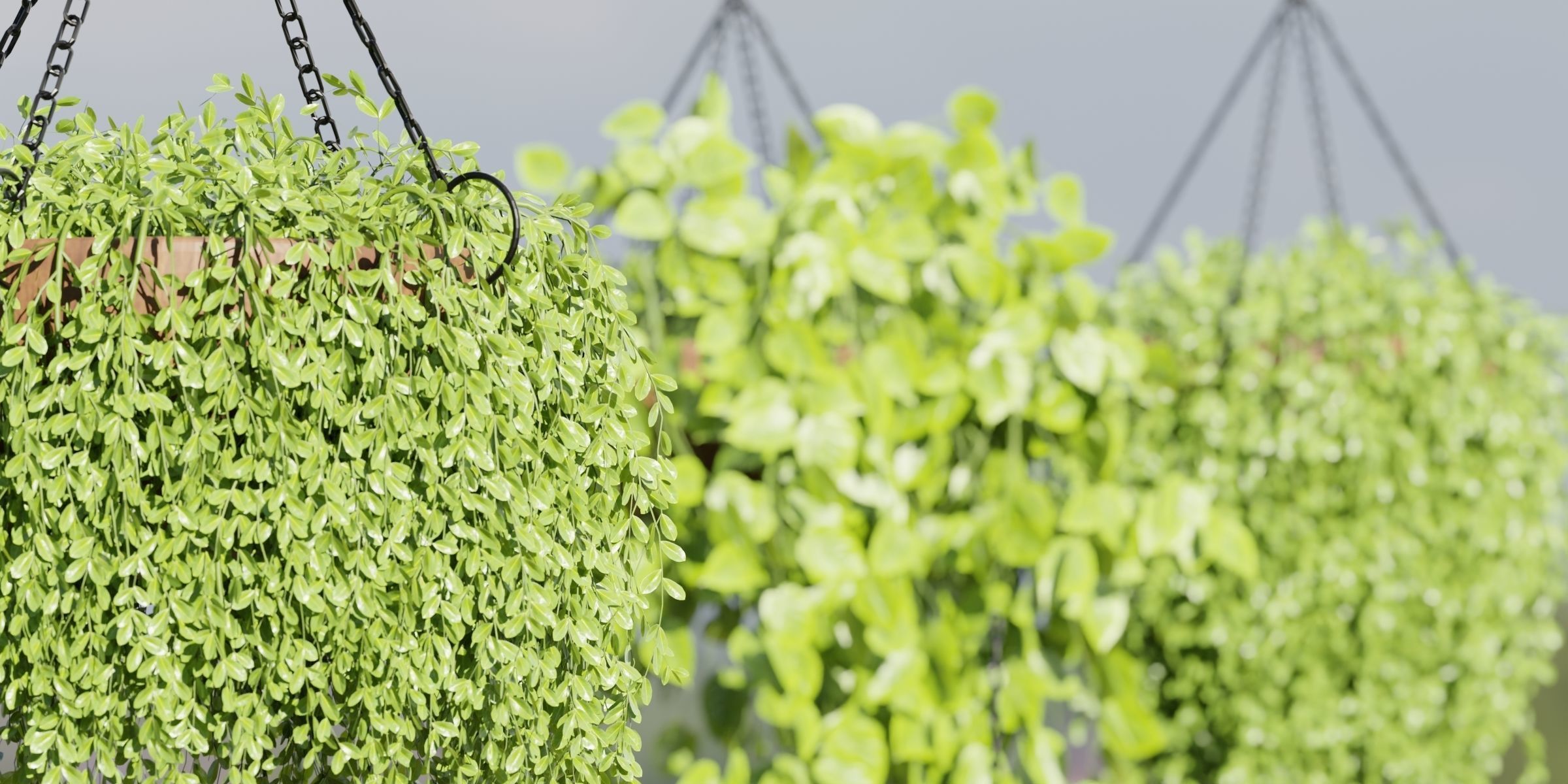 Hanging plants collection vol 142-Blender 3D model_6