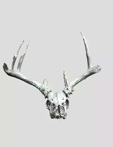 Whitetail Deer Skull - Weathered and Distressed 
