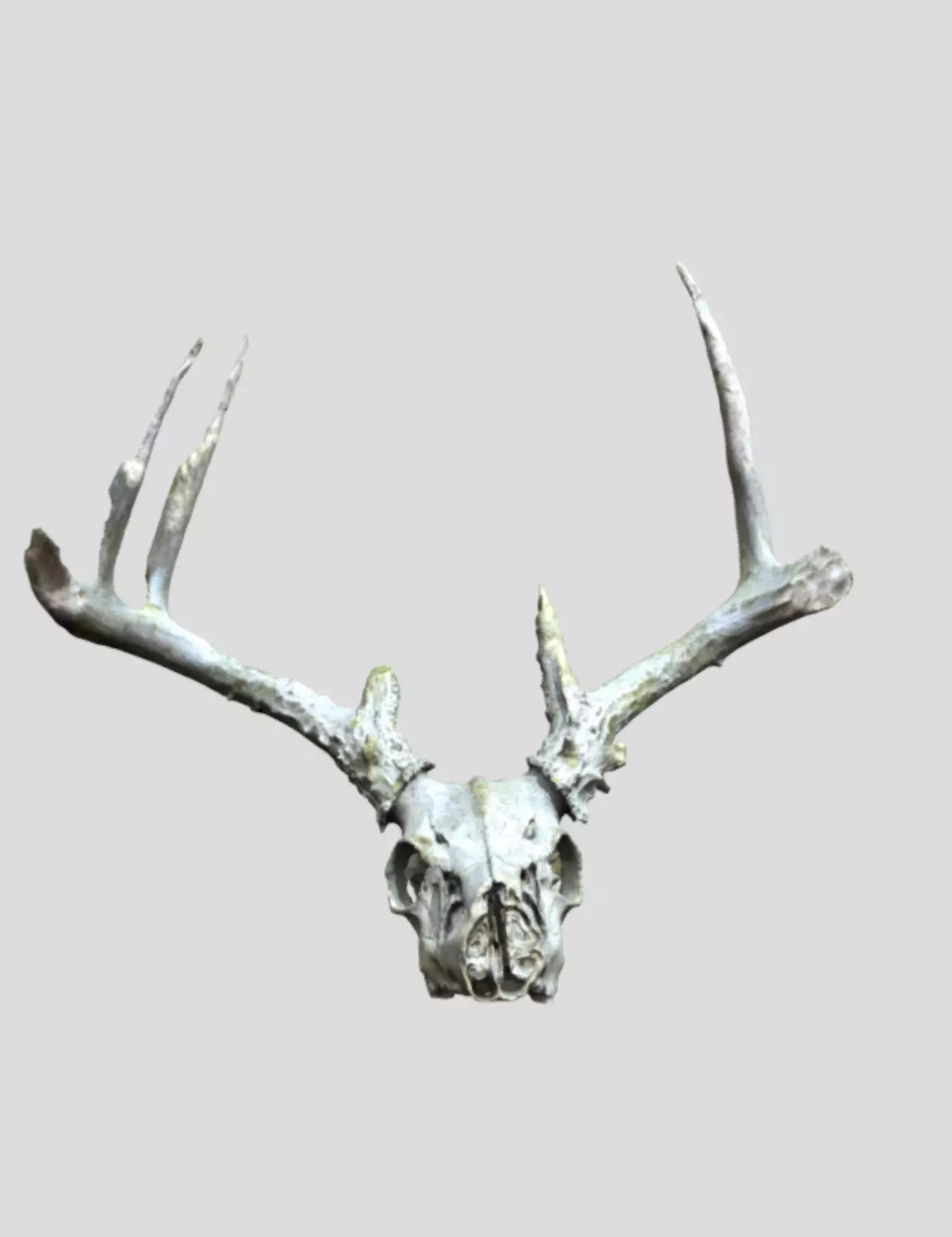 Whitetail Deer Skull - Weathered and Distressed  Low-poly 3D model_0
