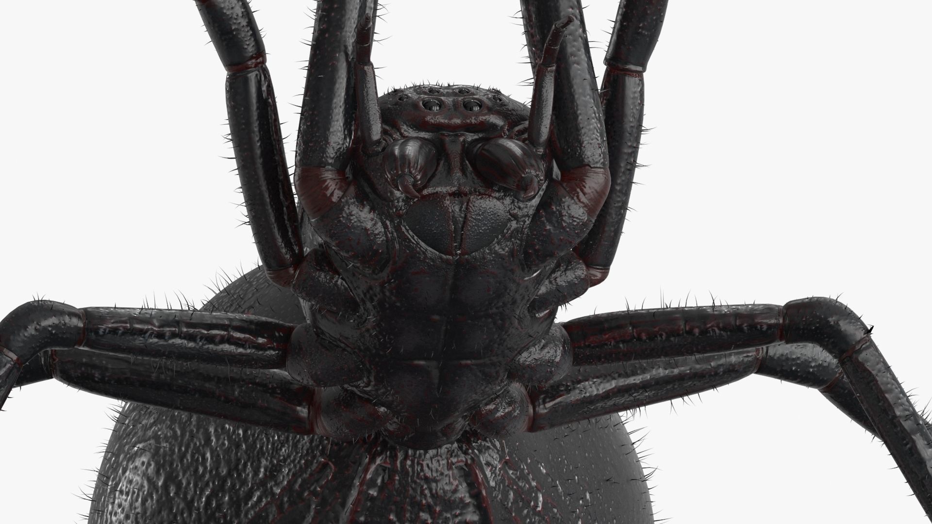 Spider Rigged Low-poly 3D model_3