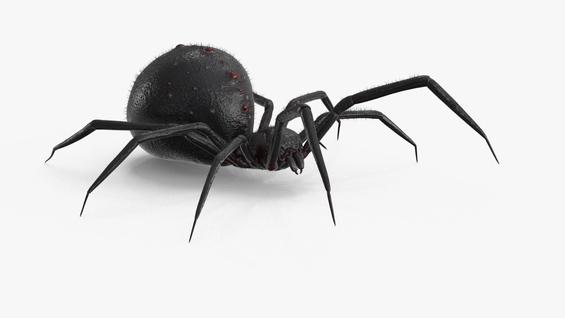 Spider Rigged Low-poly 3D model_10