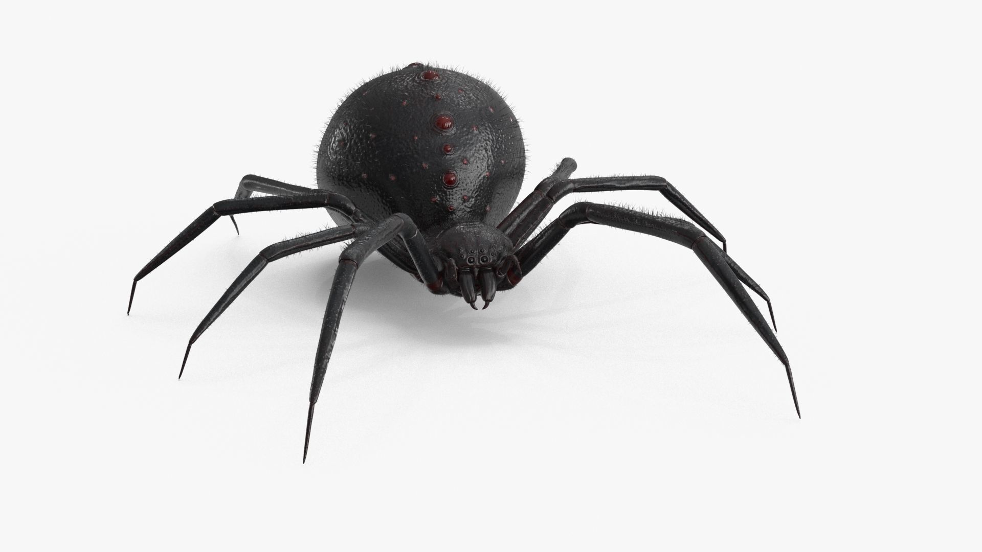 Spider Rigged Low-poly 3D model_9