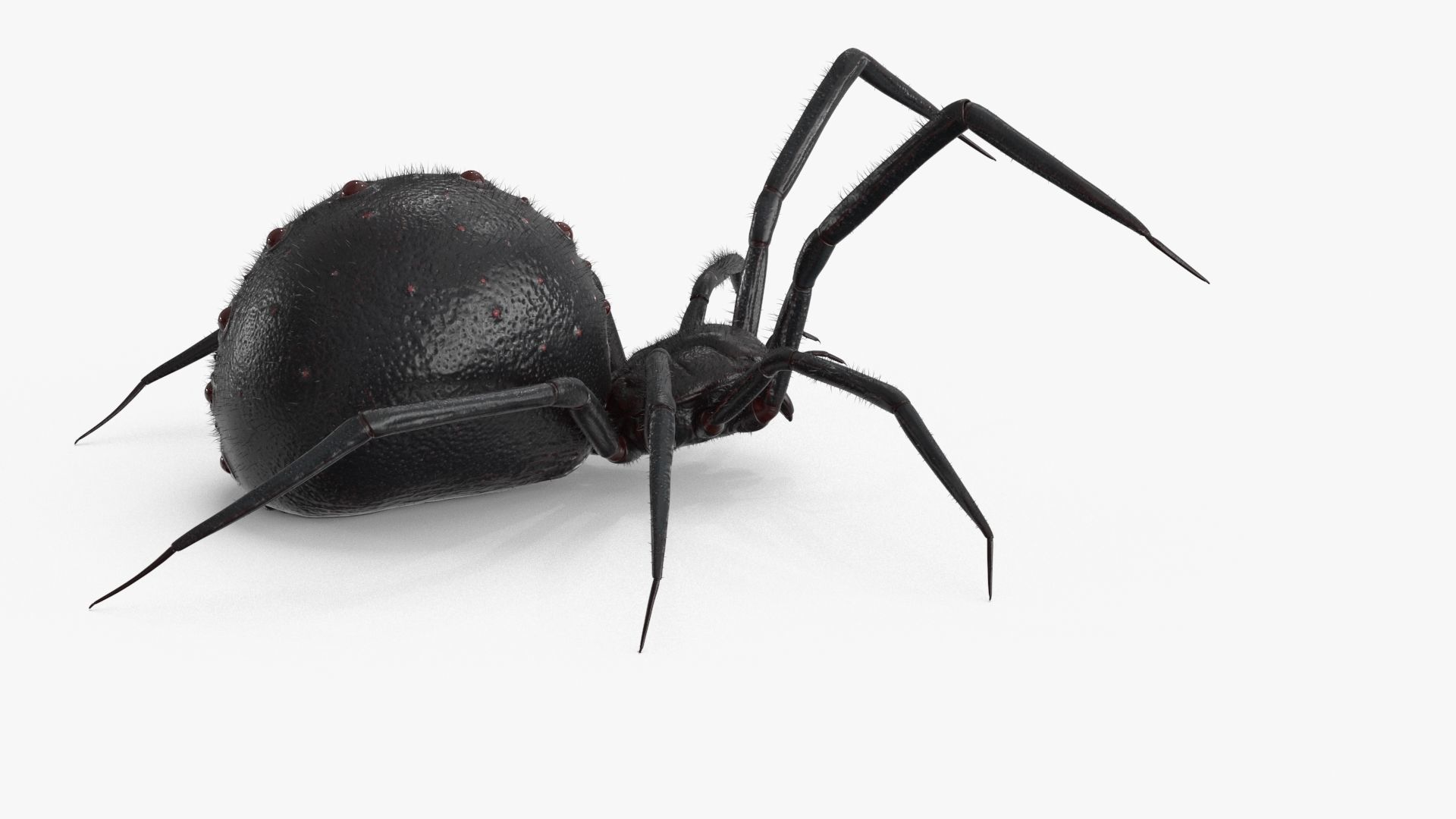 Spider Rigged Low-poly 3D model_11