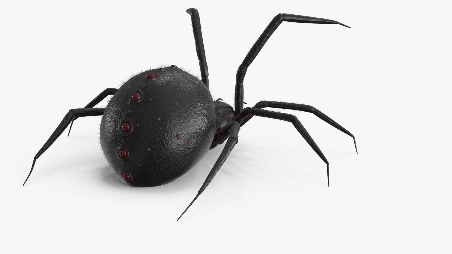 Spider Rigged Low-poly 3D model_12