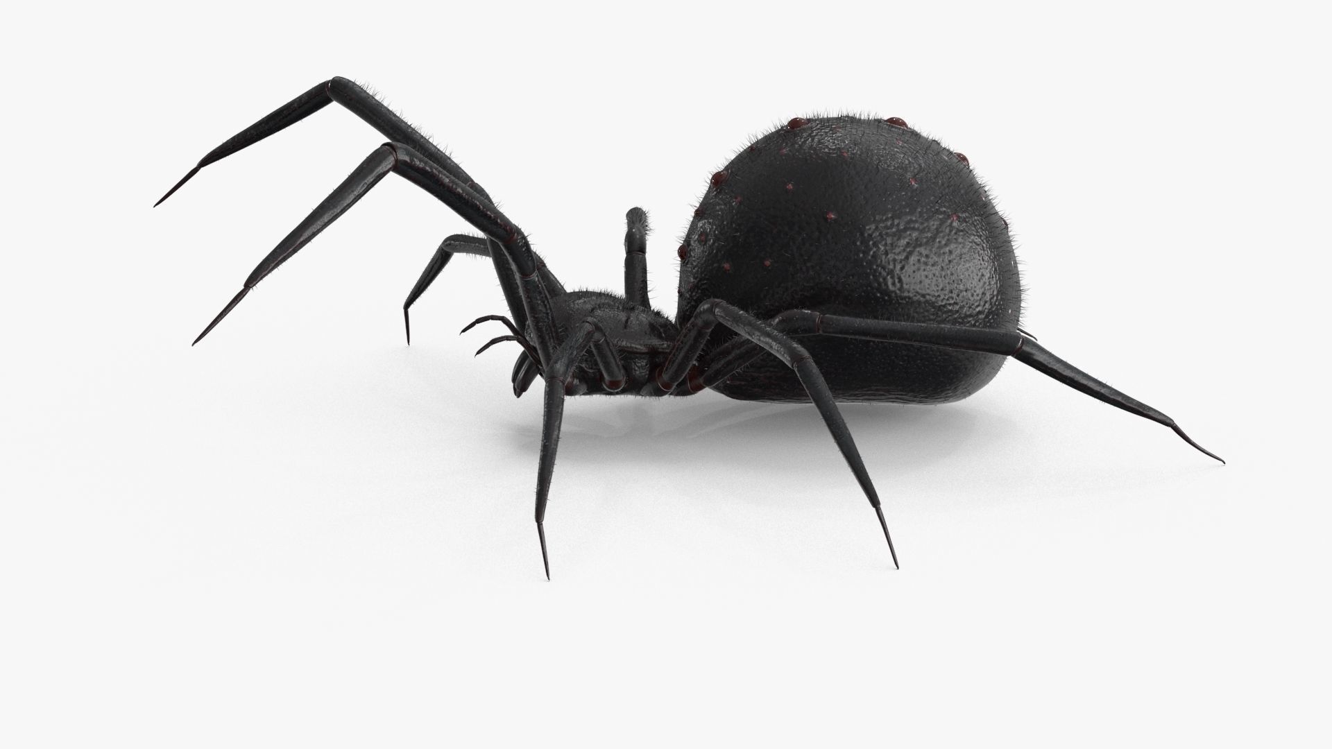 Spider Rigged Low-poly 3D model_15