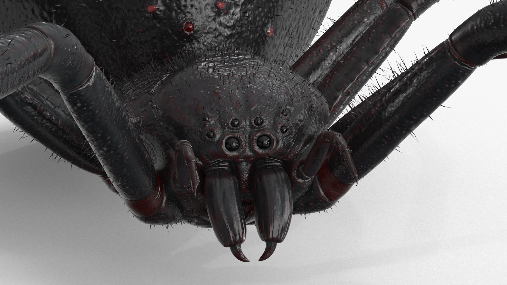 Spider Rigged Low-poly 3D model_2