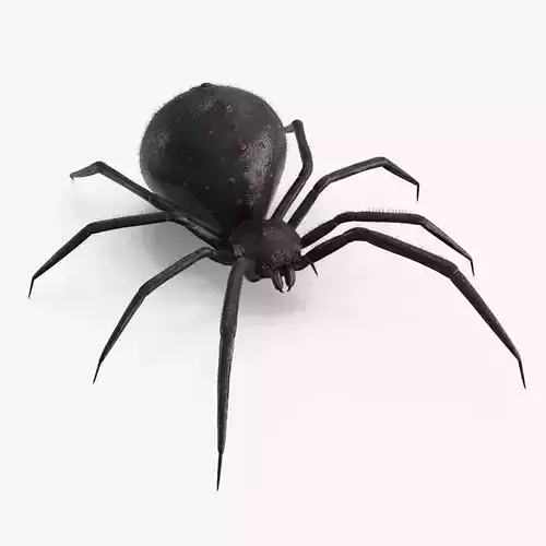 Spider Rigged Low-poly 3D model