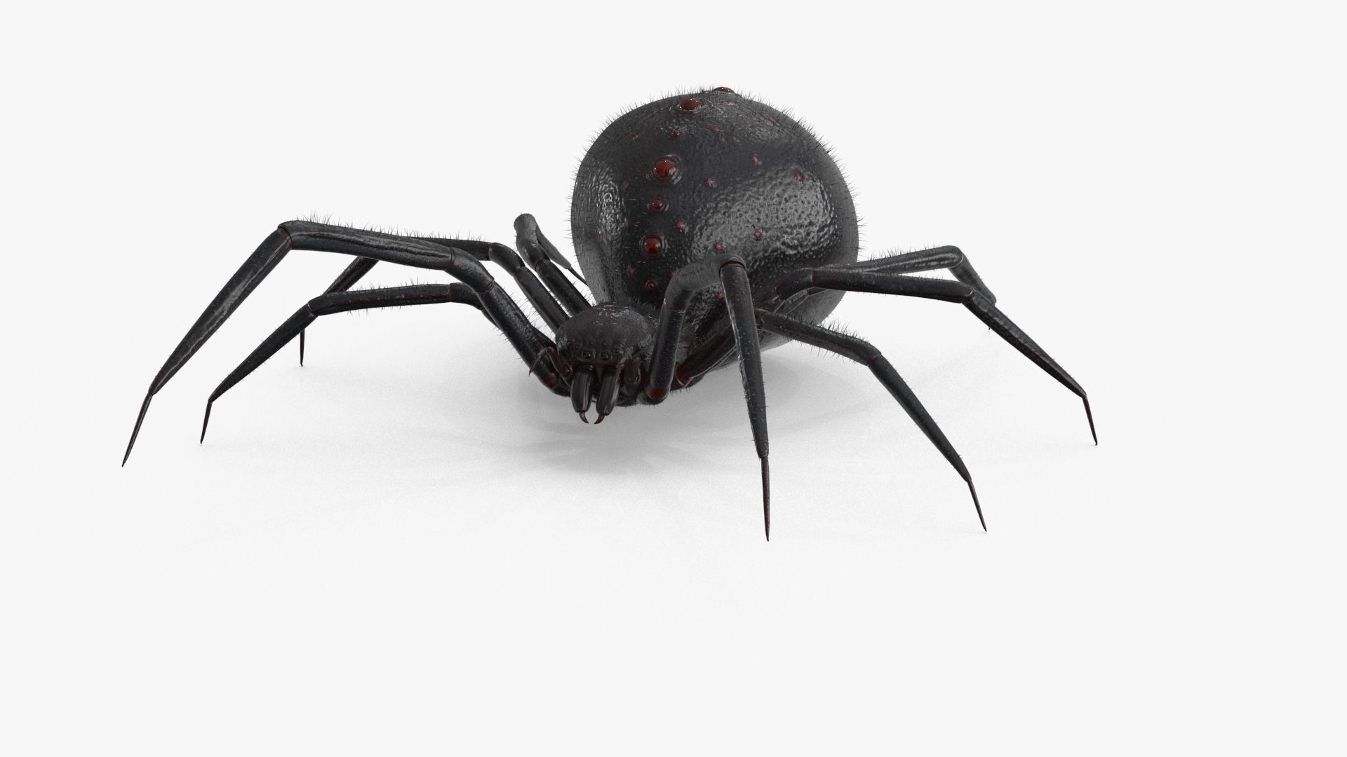 Spider Rigged Low-poly 3D model_16