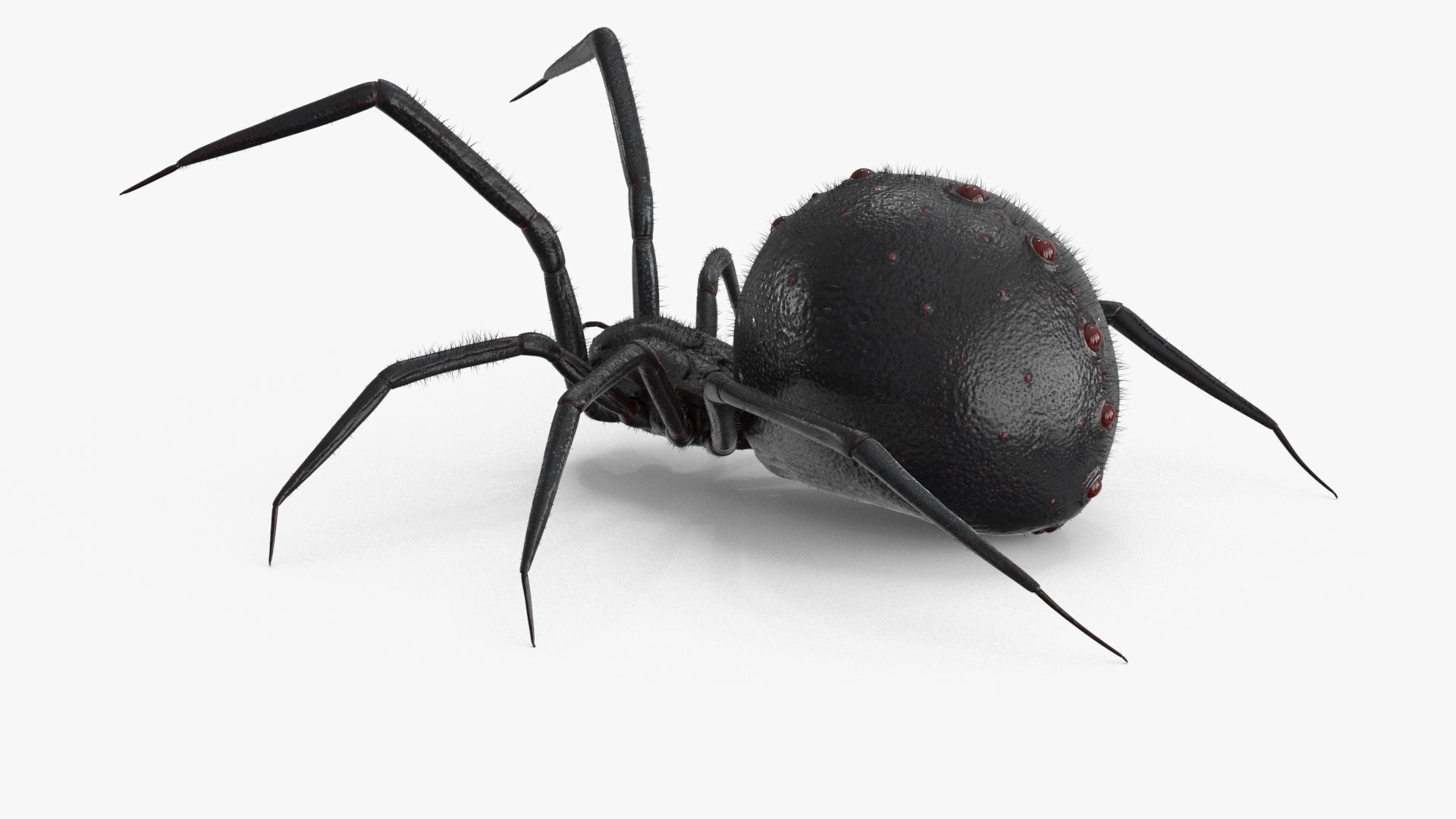 Spider Rigged Low-poly 3D model_14