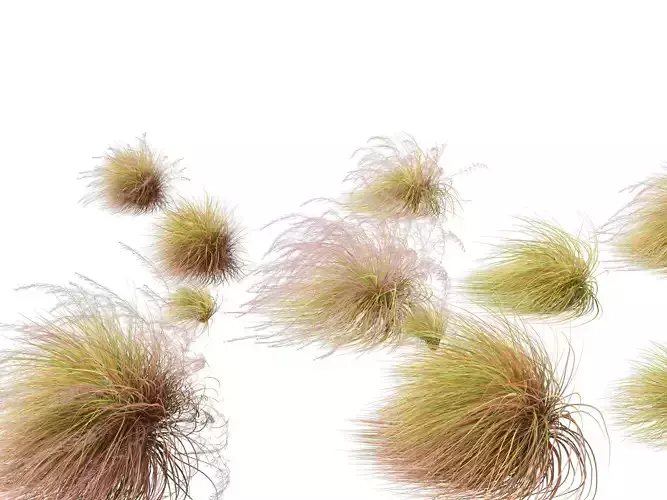 Anemanthele lessoniana - New zealand wind grass 02