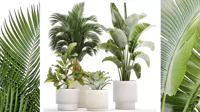 White potted plants Strelitzia Croton bromelia 1444
