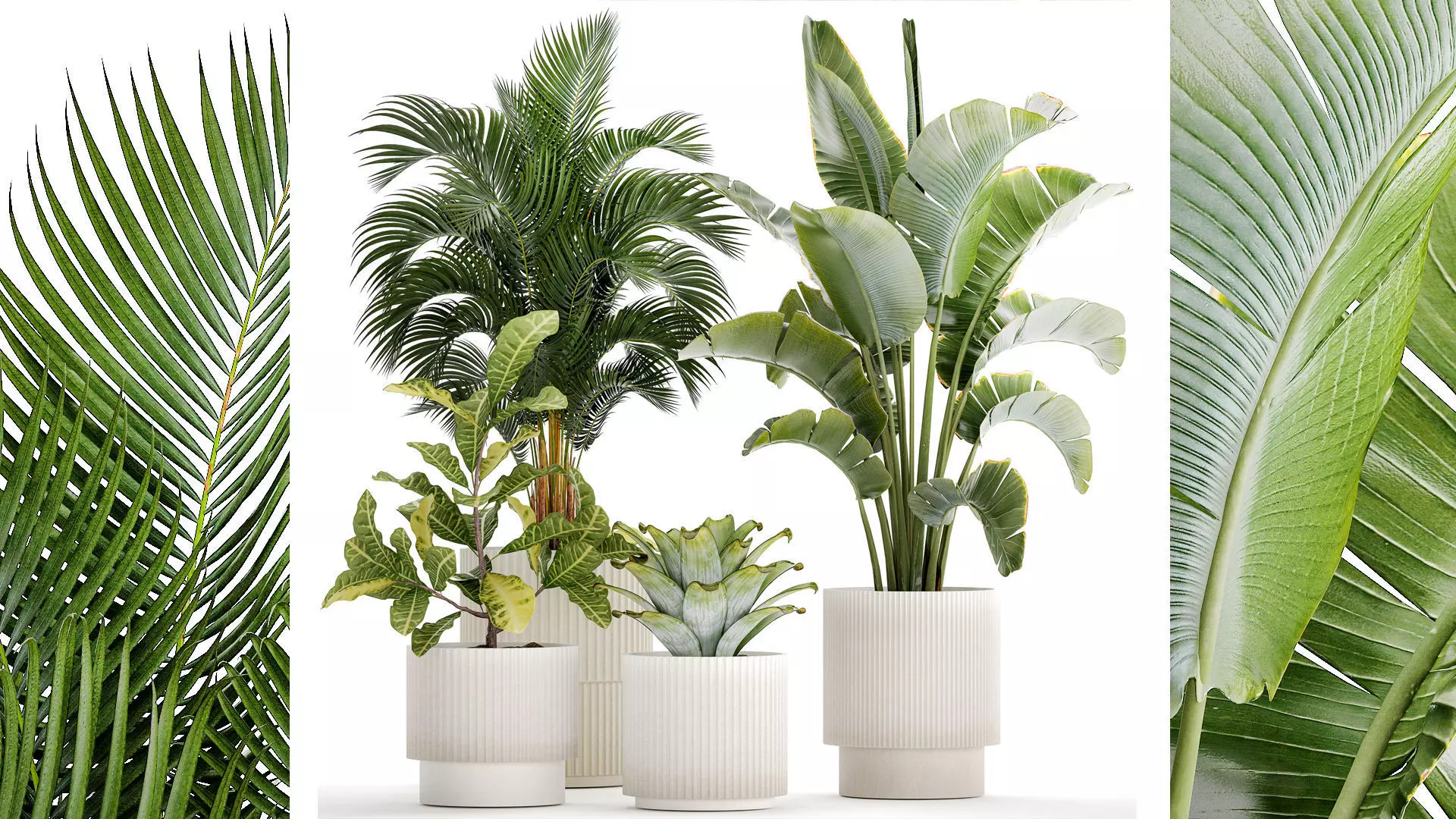 White potted plants Strelitzia Croton bromelia 1444 3D model