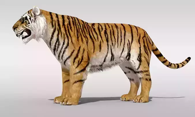 Tiger fur Rigged Low-poly 3D model
