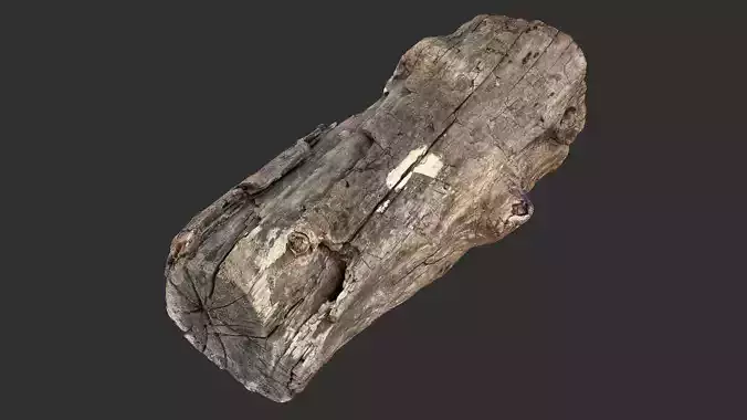 3d scan of Tree trunk 3D model
