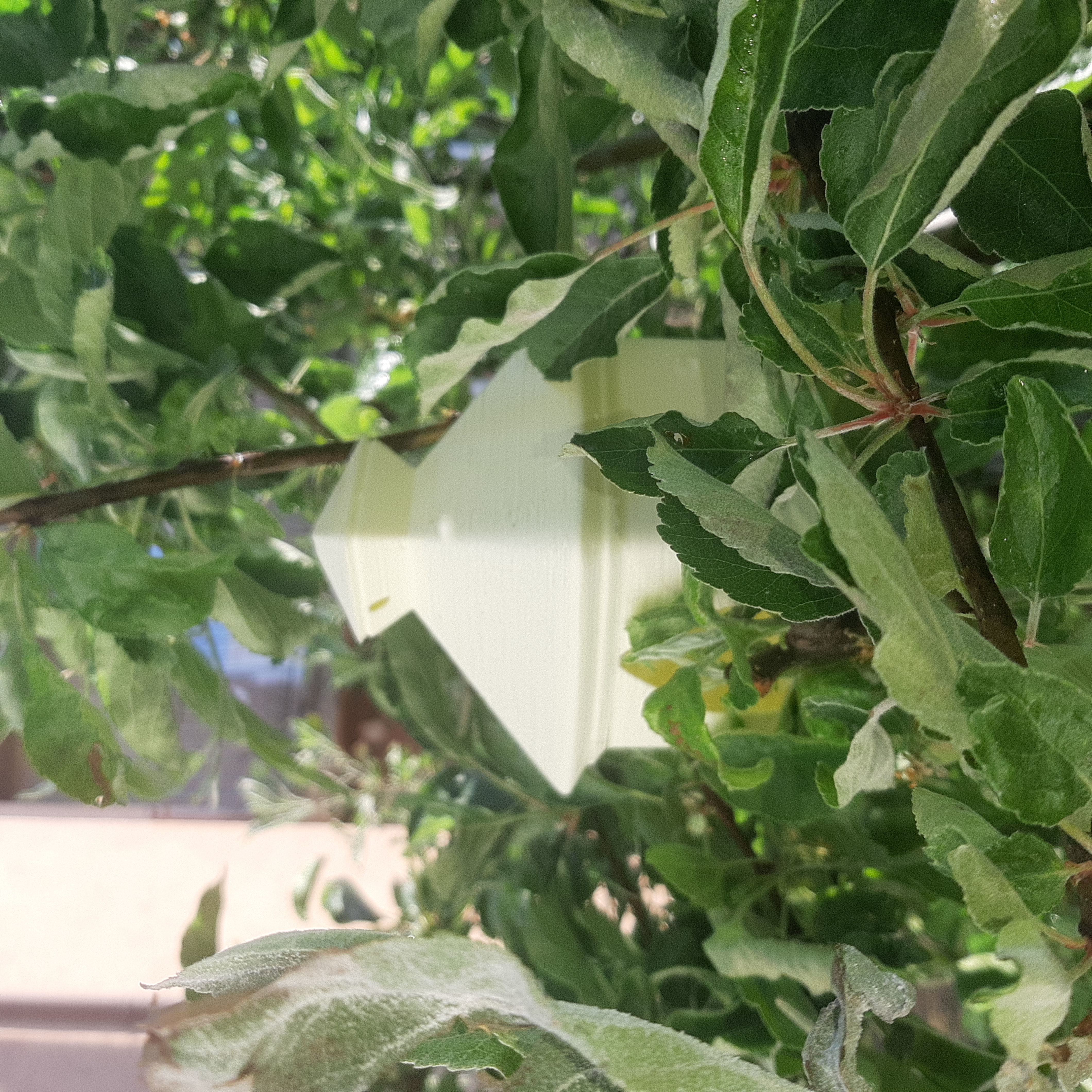 Birdhouse Smol Free 3D print model_5