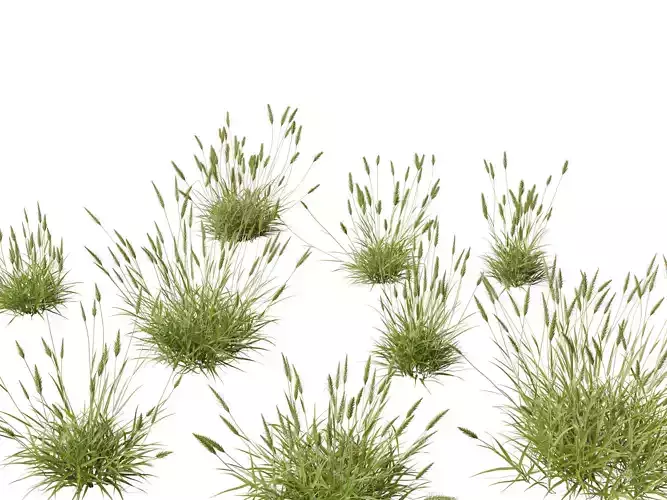 Anthoxanthum odoratum - Sweet vernal grass