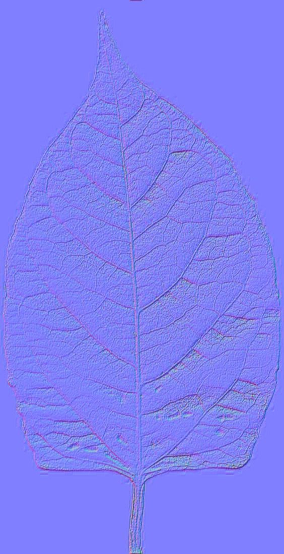 Chukrasia tabularis 3D model_24