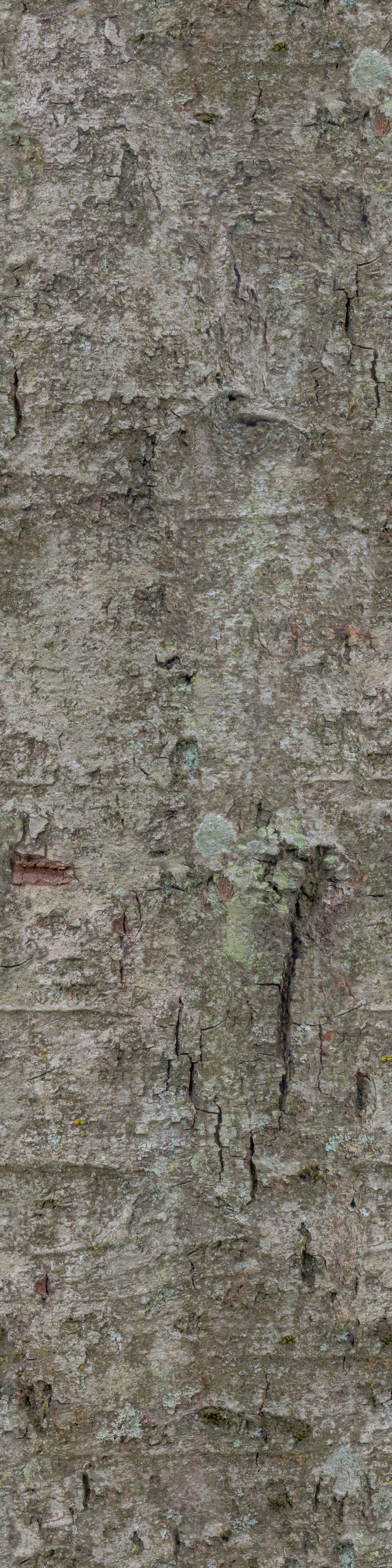 Chukrasia tabularis 3D model_9